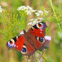 Interner Link: Insektenschutz in Nordfriesland